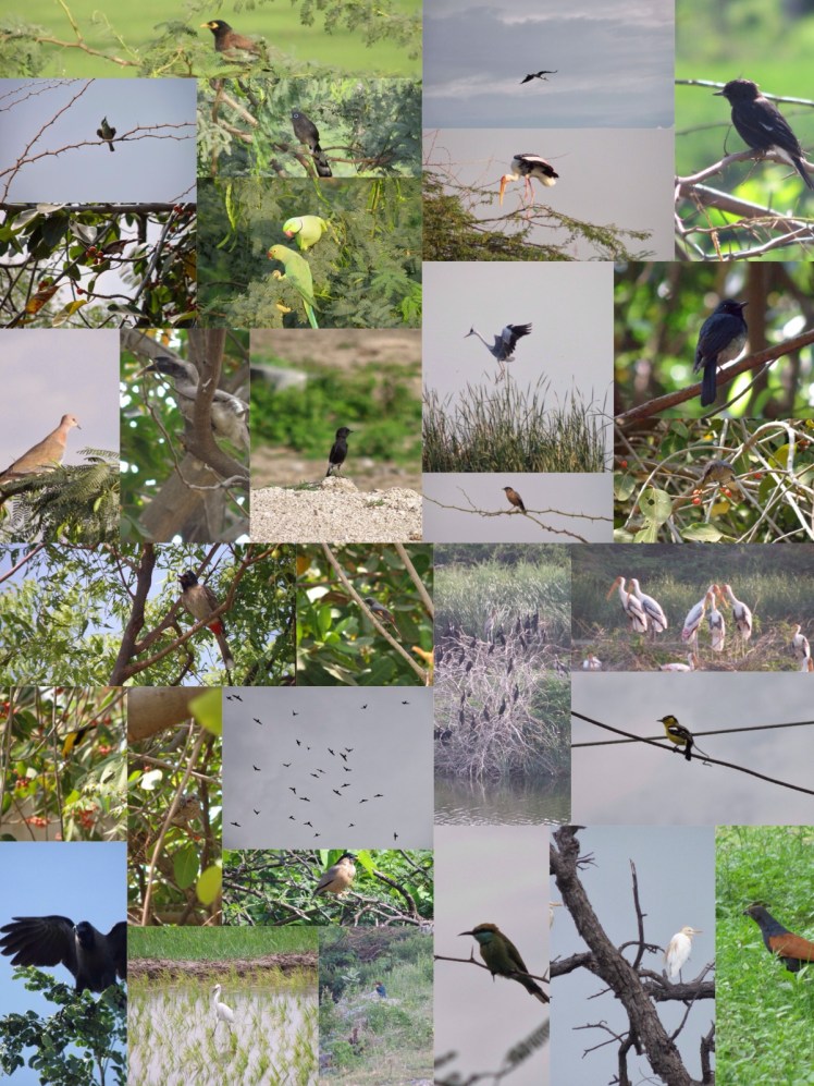 2010 Birds of raichur