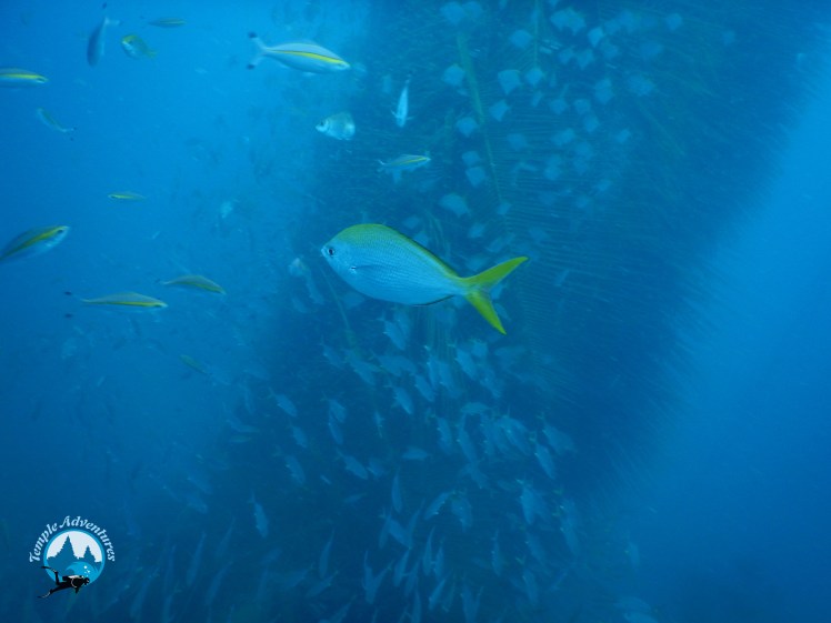 fishes-in-temple-reef-pondicherry