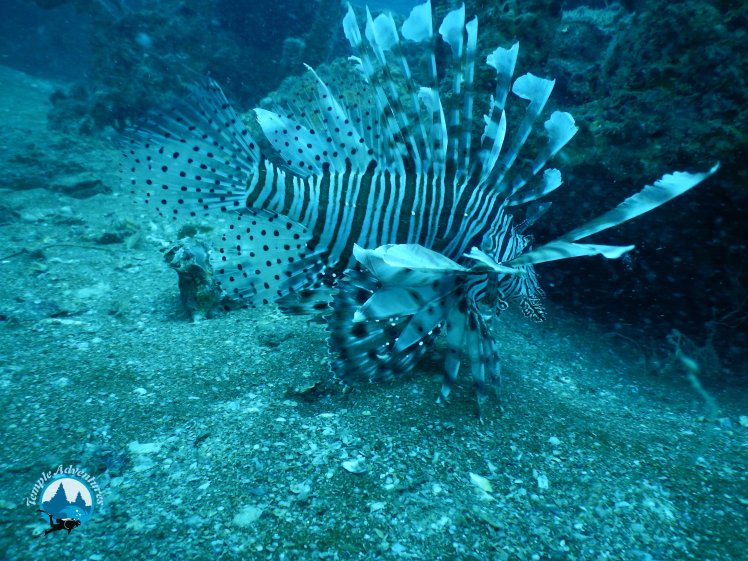 fishes-in-temple-reef-pondicherry00004