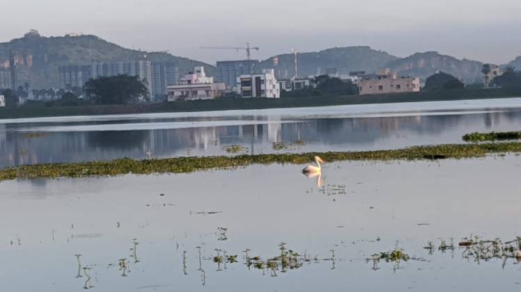 Nanmangalam lake