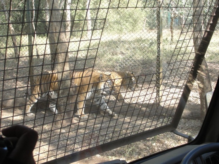 tiger safari shimoga-1