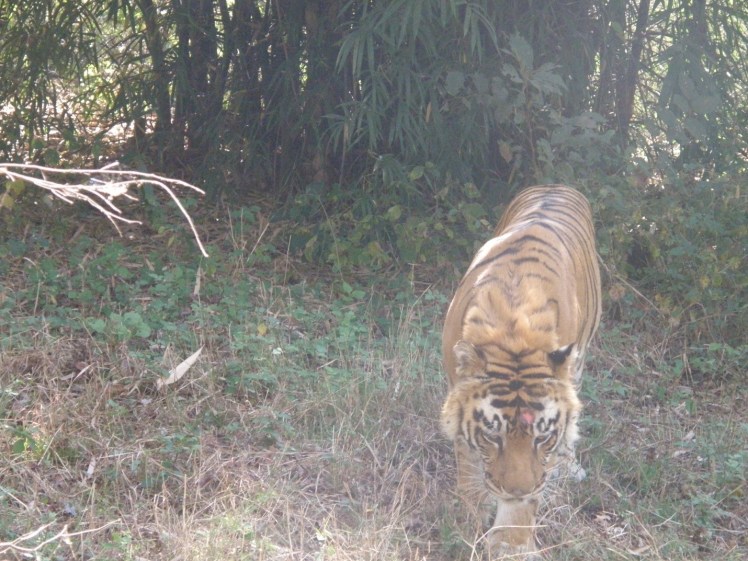 tiger safari shimoga-4